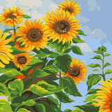 Sunflower Field Bright paint by numbers kit painting view